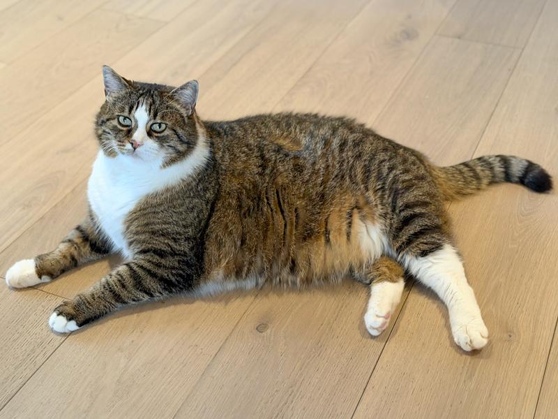Gatto in sovrappeso